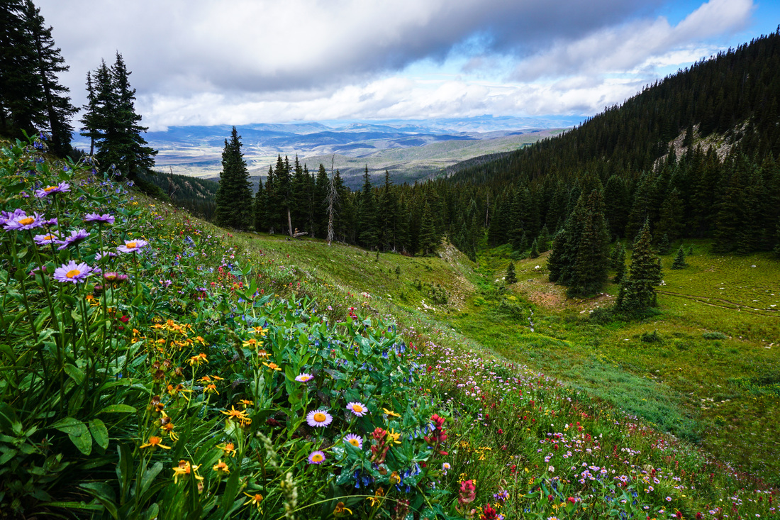 CAFE 541: Hike to the wildflowers on the forgotten mountain of Mount Adams